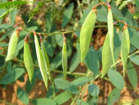 Vicia Amoena Extract 